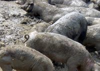 pig-in-mud