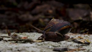 snail-1149575_960_720