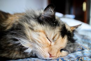 cat-1984267_960_720
