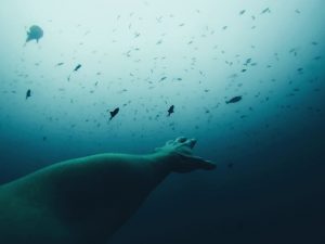 dive-2