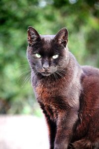 cat-1789959_960_720