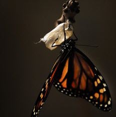 butterfly-1518060_640-231x300